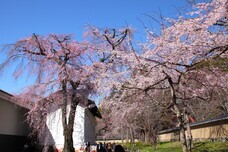 総本山醍醐寺のプレスリリース画像5