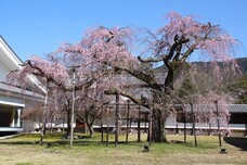 総本山醍醐寺のプレスリリース画像4
