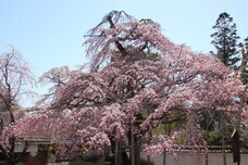 総本山醍醐寺のプレスリリース画像3