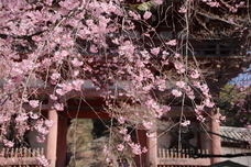 総本山醍醐寺のプレスリリース画像8