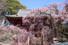 総本山醍醐寺のプレスリリース画像9