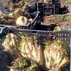 藤田九衛門商店のプレスリリース画像1