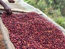 マグノリアコーヒーロースターズのプレスリリース画像5