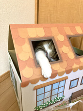 株式会社アースダンボールのプレスリリース画像2