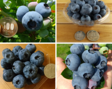 harucocofarmのプレスリリース画像3