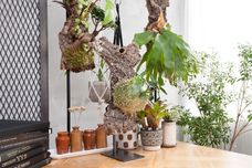 森のピアノ製薬株式会社のプレスリリース画像1