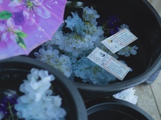 株式会社ニジゲンノモリのプレスリリース画像2