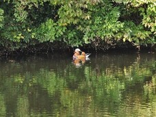 株式会社ニジゲンノモリのプレスリリース画像1