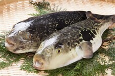 株式会社ニジゲンノモリのプレスリリース画像1