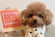 合同会社サイプレスのプレスリリース画像3