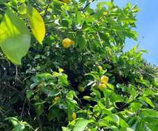 株式会社八〇八のプレスリリース画像1