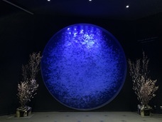 サクラヒラリのプレスリリース画像1