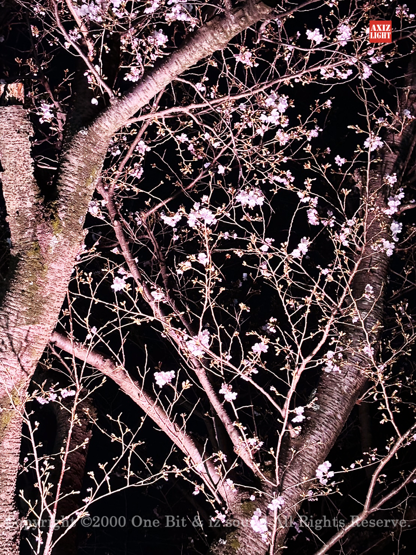 Y*o様 ブラックラビット（夜桜/蓄光） BLACK RABBiT WEB SHOP