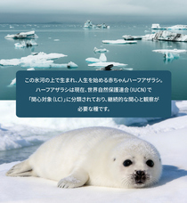 株式会社RICOのプレスリリース画像12