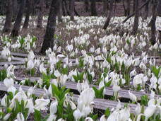 一般社団法人　五泉市観光協会のプレスリリース画像1