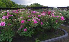 一般社団法人　五泉市観光協会のプレスリリース画像4