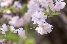 一般社団法人　五泉市観光協会のプレスリリース画像2