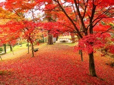 一般社団法人　五泉市観光協会のプレスリリース画像1