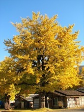 一般社団法人　五泉市観光協会のプレスリリース画像2