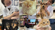 いずみ動物医療グループのプレスリリース画像2