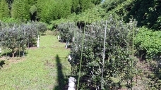 なおとフェイジョア園のプレスリリース画像6