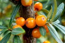 株式会社サジーワンのプレスリリース画像4