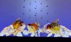 匠ソリューションズ株式会社のプレスリリース画像1