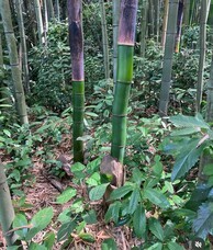 吉田包装店のプレスリリース画像1