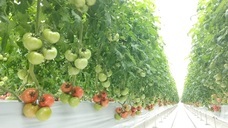 三つ星株式会社のプレスリリース画像5