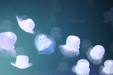 想芸館　浮遊Factoryのプレスリリース画像5