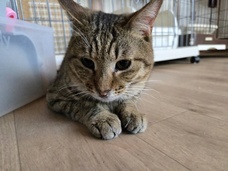 Eager Beaverのプレスリリース画像9