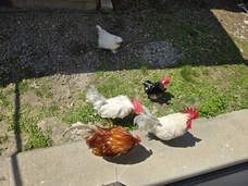 Eager Beaverのプレスリリース画像12