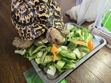 Eager Beaverのプレスリリース画像10