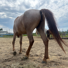 Eager Beaverのプレスリリース画像16