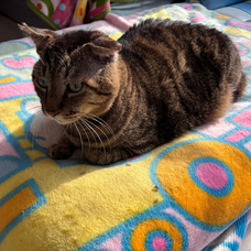 Eager Beaverのプレスリリース画像14