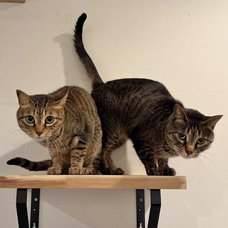 Eager Beaverのプレスリリース画像16