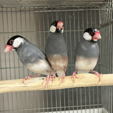 Eager Beaverのプレスリリース画像14