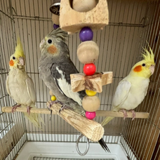 Eager Beaverのプレスリリース画像16