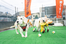 株式会社デンタルオレンジのプレスリリース画像13