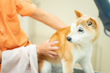 株式会社デンタルオレンジのプレスリリース画像12