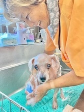 株式会社デンタルオレンジのプレスリリース画像3