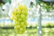 株式会社シュゼット・ホールディングスのプレスリリース画像4