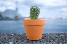 六甲園芸合同会社のプレスリリース画像1