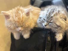 猫のいるBar スニャックのプレスリリース画像1