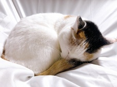 NPO法人Cozy Cat Shelterのプレスリリース画像1