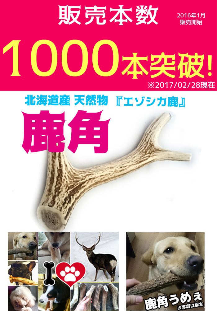 大型犬～中型犬の頑丈なおもちゃとして大人気！「エゾ鹿の角」販売開始