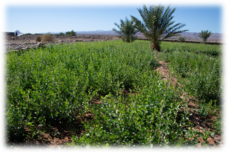 セカンドチャンスのプレスリリース画像1