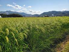 株式会社　辻本店のプレスリリース