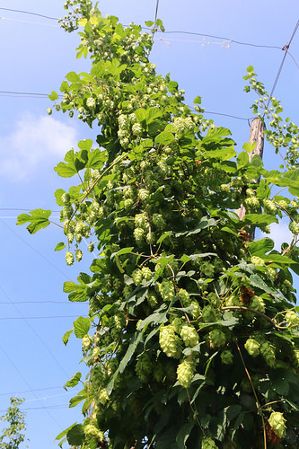 サンクトガーレン有限会社のプレスリリース画像2