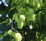 サンクトガーレン有限会社のプレスリリース画像6